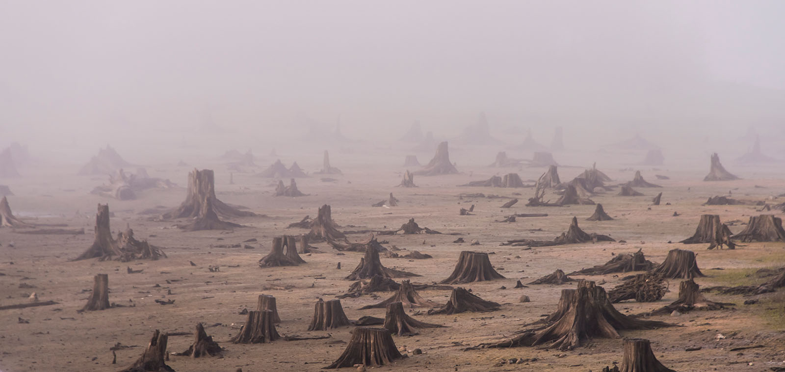Hundreds of tree stumps on a barren forest floor fade into dirty brown smog.