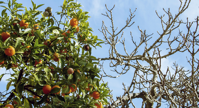 NOT ALL CCCS ARE CREATED EQUAL