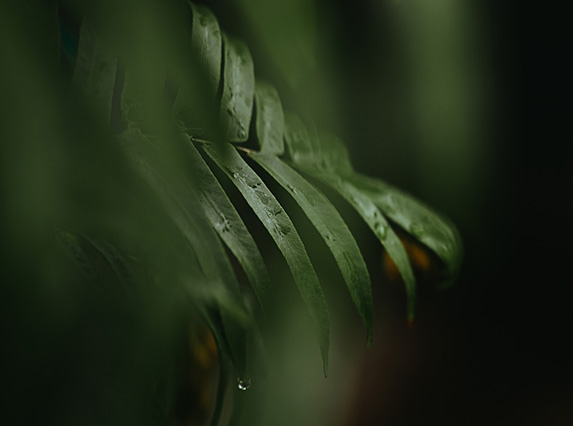 Close up on fern leaves.
