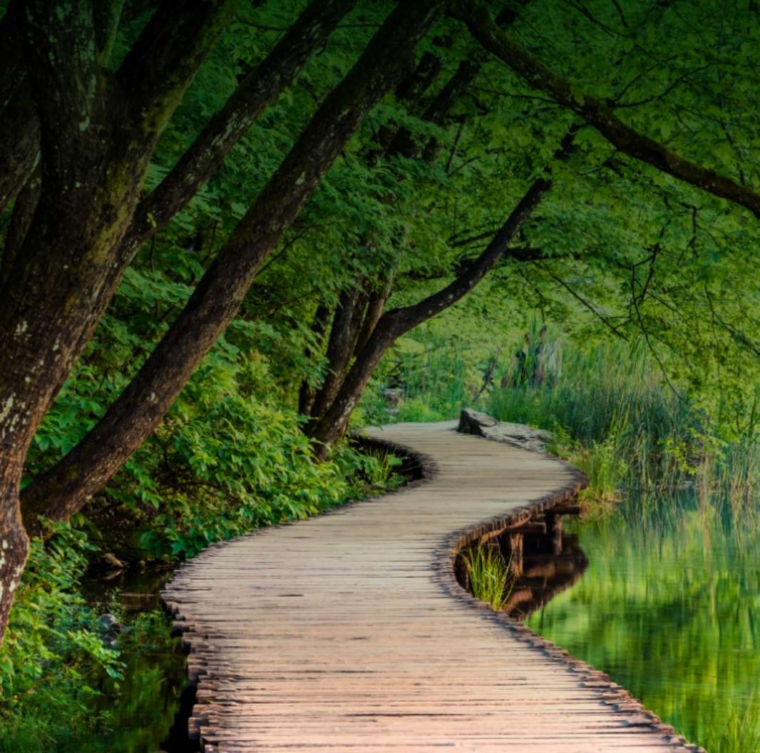 Wooden path winding through a lush forest 