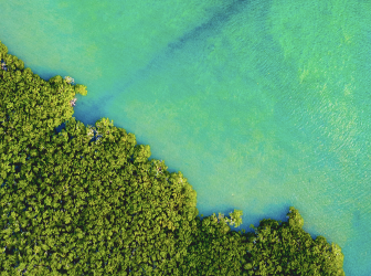 Ariel view of clear shoreline against trees 