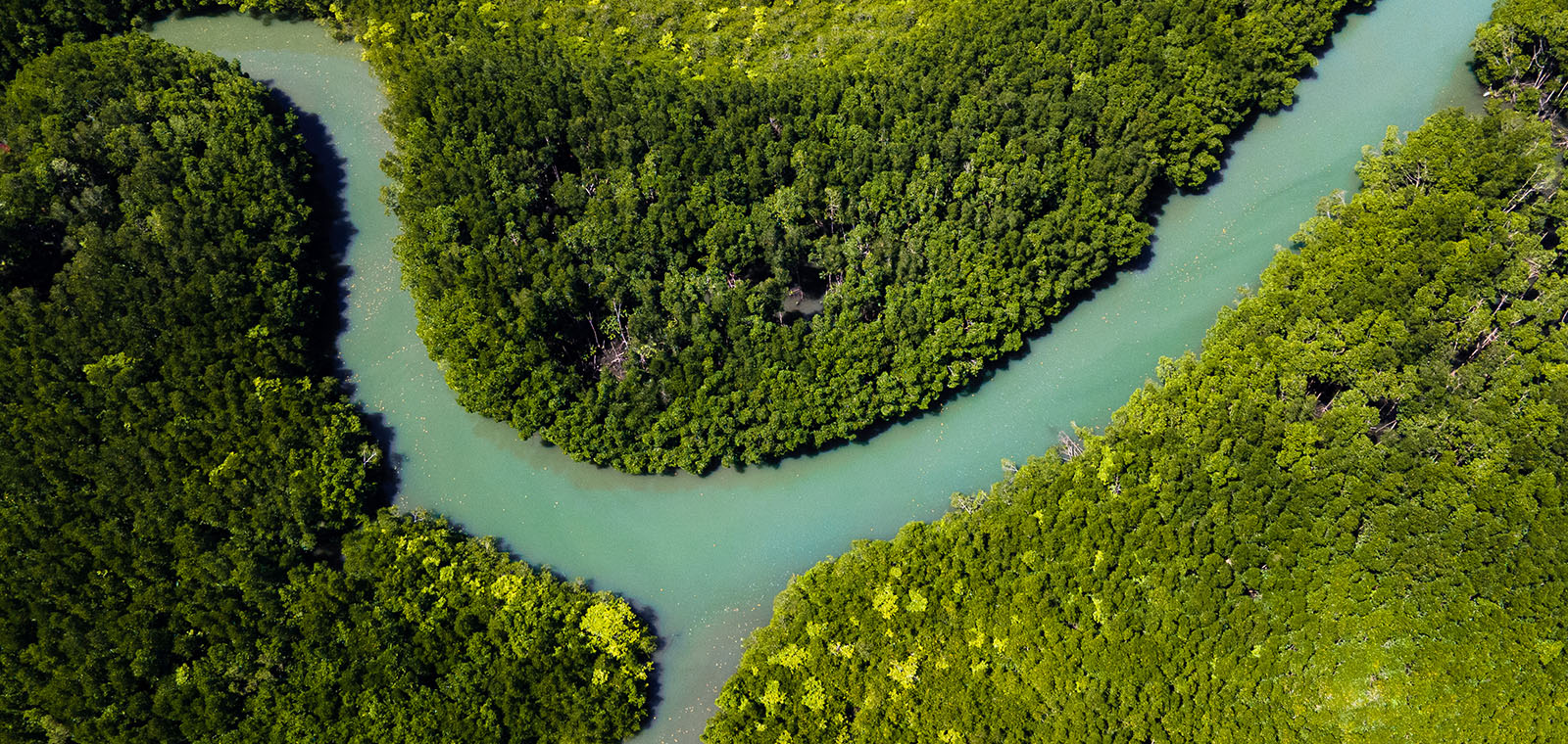A river, viewed from above, winds its way through a forest.