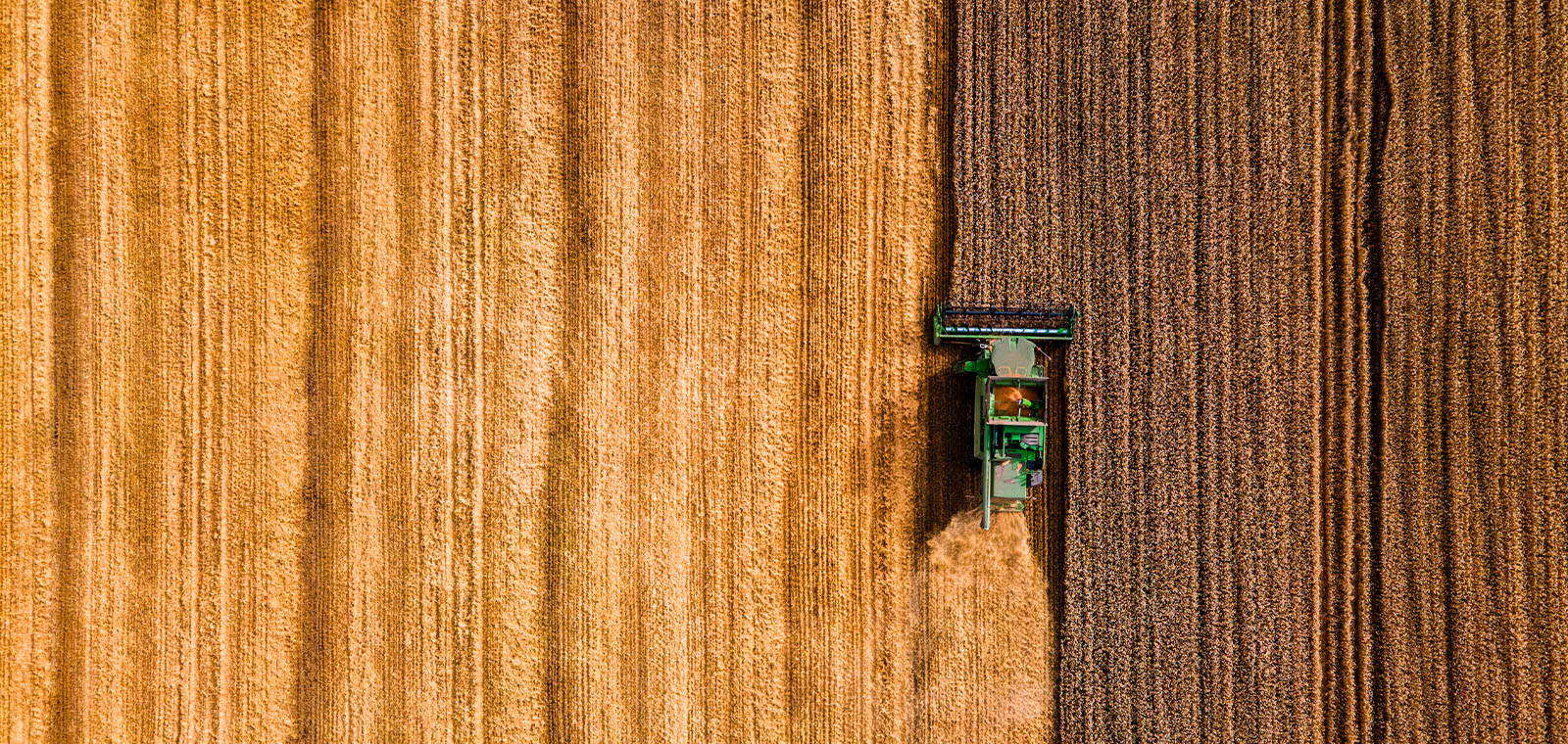 Aerial view of a grain harvester making its way through a field of wheat.