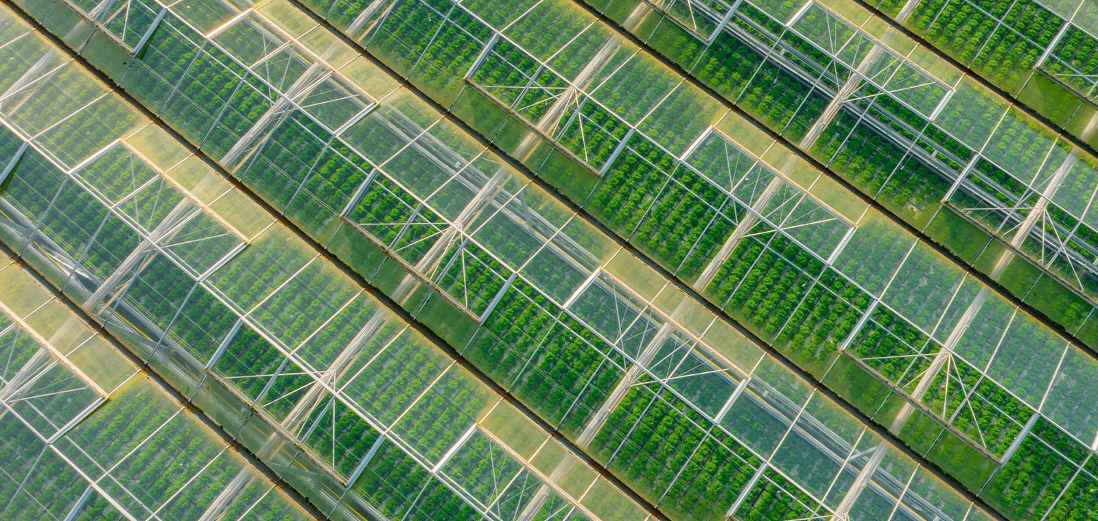 Uniform rows of plants grow under the shelter of glass canopies.