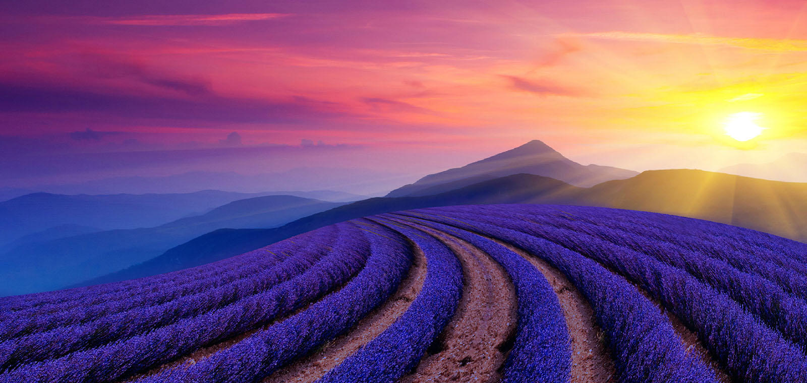 Rows of lavender bushes stretch into the distance, curving at the horizon toward a mountain range under a purple-red sky.