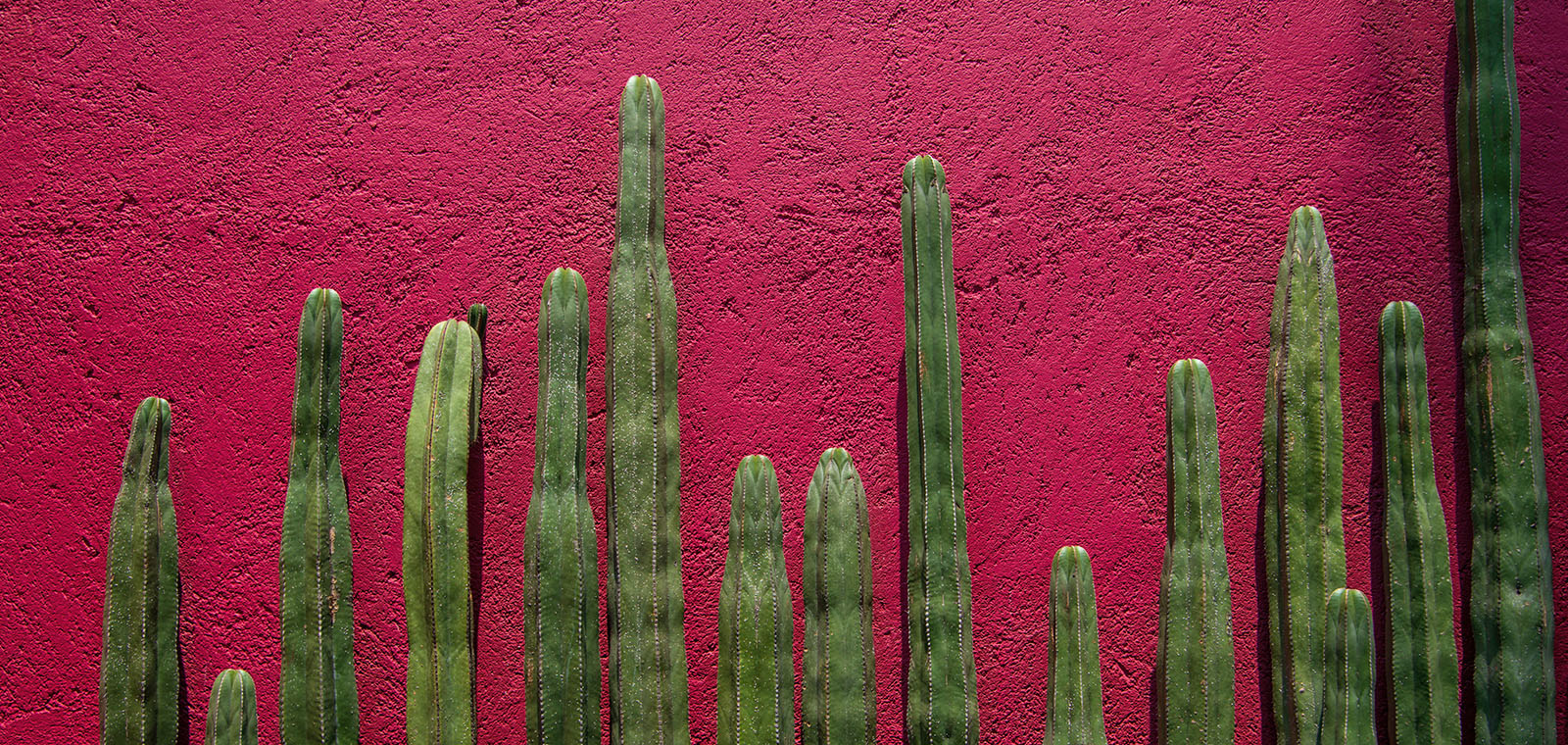 A row of prickly, skinny, columnar cacti, known as Mexican fenceposts, line up in varying heights against a hot-pink stucco wall.