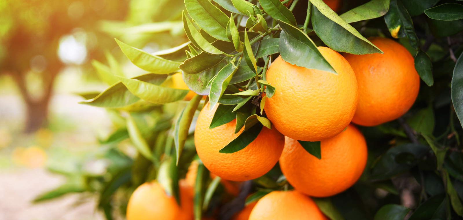 A cluster of ripe oranges hang from a tree in a sun-filled orchard