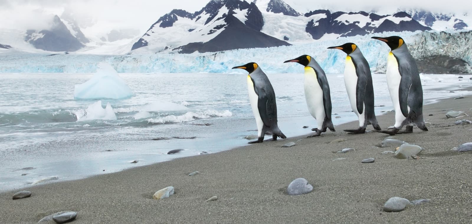 Four King penguins toddle along a sandy beach toward an icy sea. Beyond them rise the mountains of Tierra del Fuego.