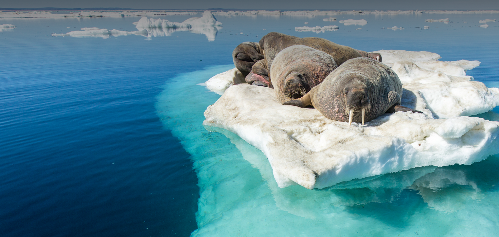 A group of walruses lay on a floating iceberg in a turquoise Arctic sea.