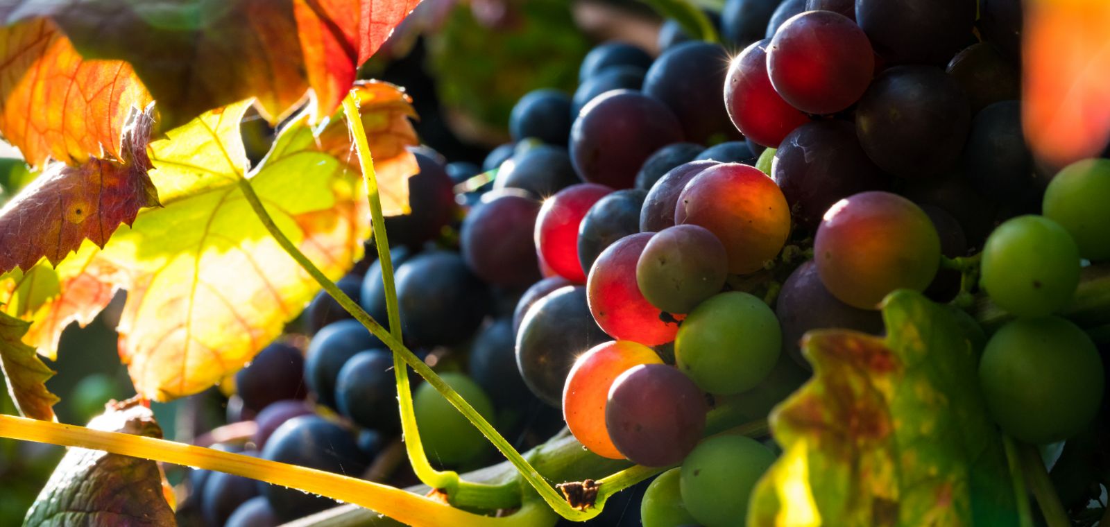 Private Credit Outlook: A Maturing Market Enters Its Next Phase