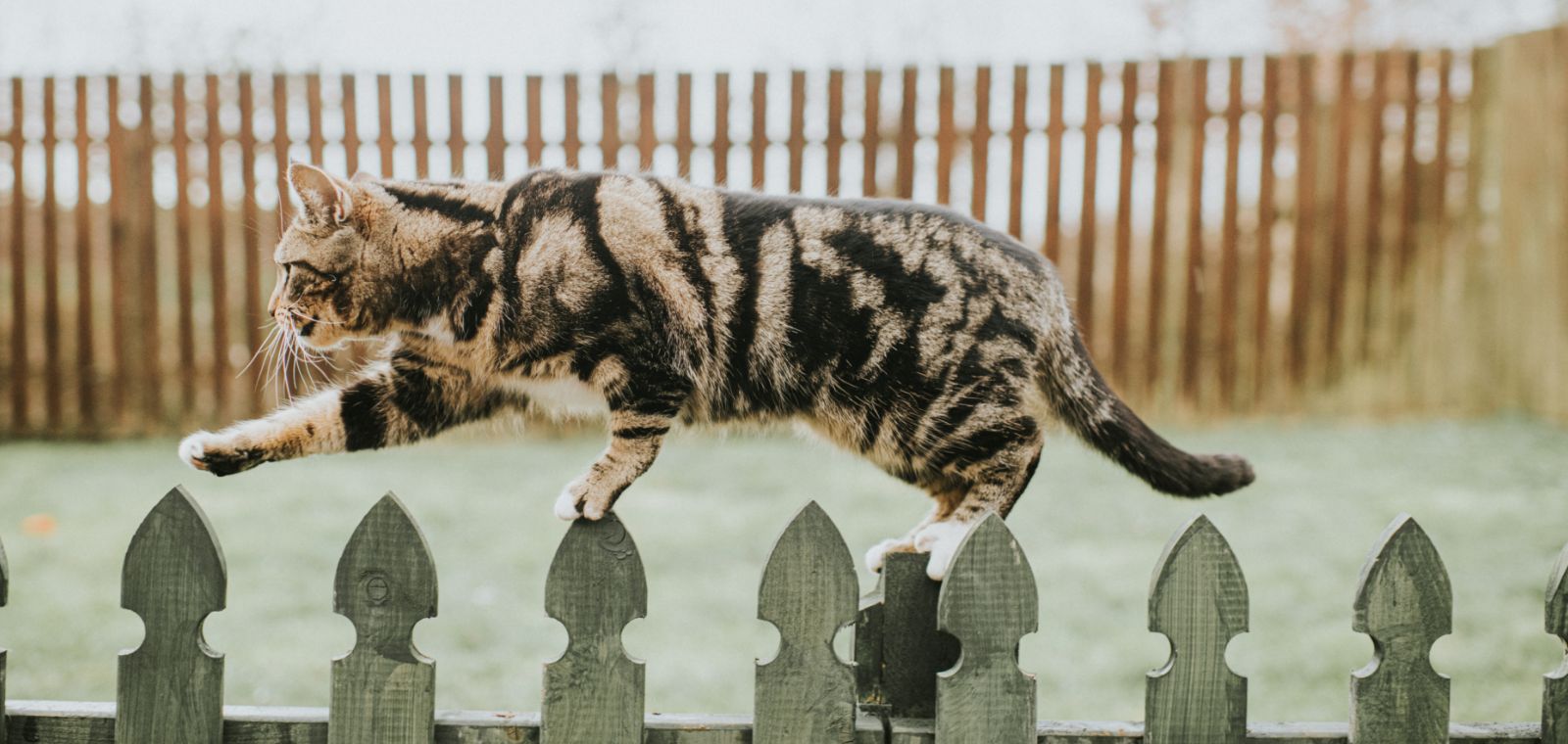 Cat walking a narrow fence