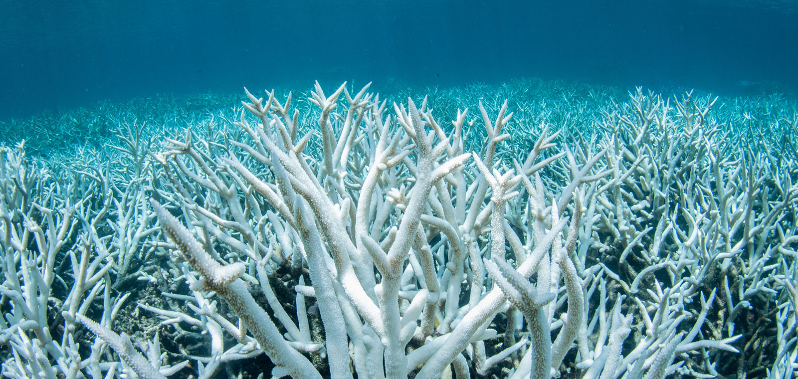 An underwater forest of ghost-white bleached coral reefs reveals the growing impact of global climate change on our oceans.
