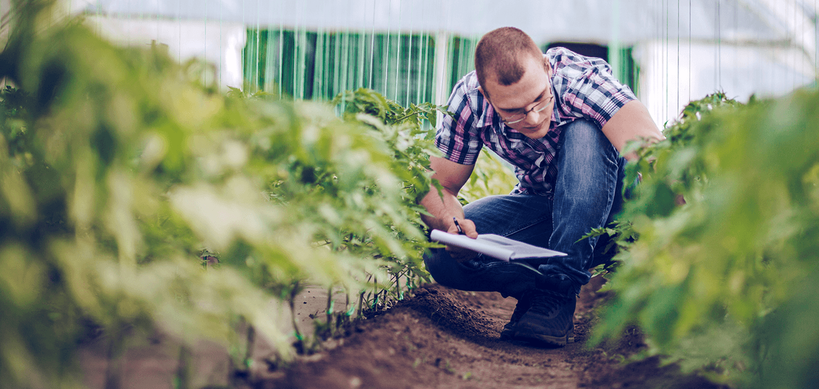 An agronomist with a clip-board crouches under a polytunnel, reviewing two rows of small green plants.