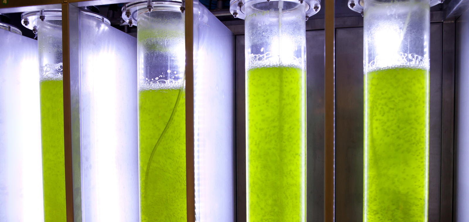 Four large, vertical photobioreactor tubes are filled with a bright green bubbling liquid. 