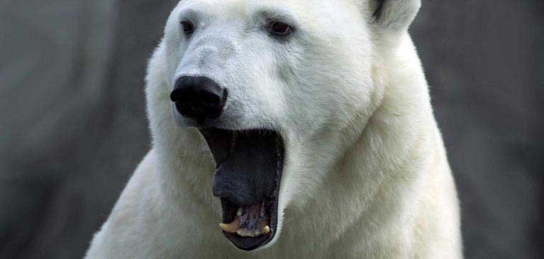Beware of “Perma-Bears” in Volatile Markets